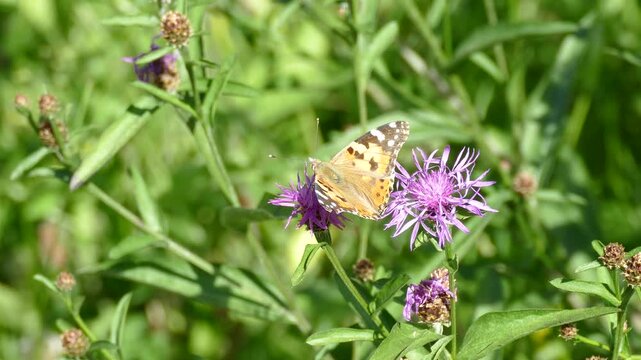 Painted Lady (Vanessa Cardui) Butterfly moving around on a pink scabiosa in Zurich, Switzerland