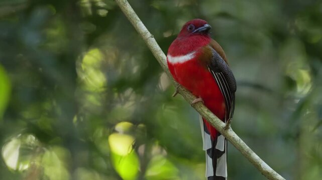 Watch the sleek and agile Ashy Drongo (Dicrurus leucophaeus) as it perches patiently on a slender branch, its ruby-red eyes scanning the surroundings for flying insects. This high-definition footage c