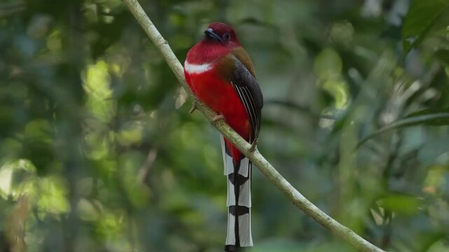 Watch the sleek and agile Ashy Drongo (Dicrurus leucophaeus) as it perches patiently on a slender branch, its ruby-red eyes scanning the surroundings for flying insects. This high-definition footage c