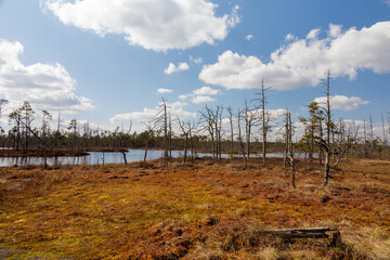 Obraz premium Gnarled Dead Wood by Forest Lake in Swamp Bog