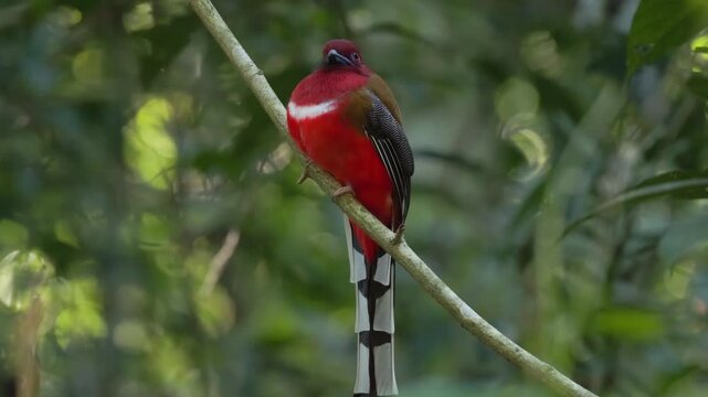 Watch the sleek and agile Ashy Drongo (Dicrurus leucophaeus) as it perches patiently on a slender branch, its ruby-red eyes scanning the surroundings for flying insects. This high-definition footage c