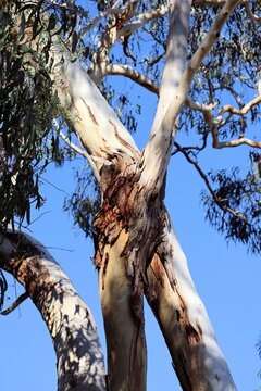 Pink Gum (Eucalyptus fasciculosa) trunks entwined, South Australia