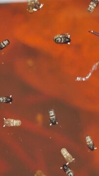    D&iacute;pteros. Larvas de mosquitos. Maromeros. Gusarapos. 