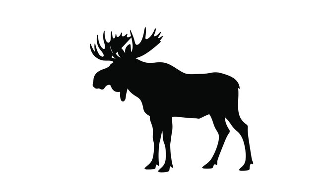 Moose Silhouette Against A White Background antler