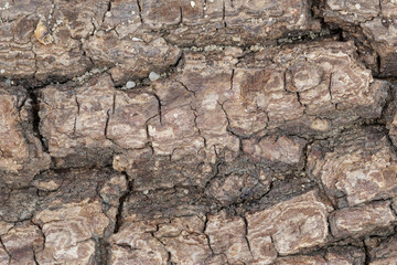 Fototapeta premium Rough brown tree bark texture with unique patterns