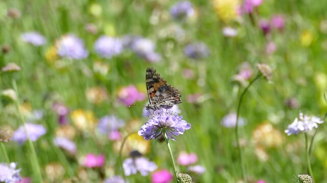 Painted Lady (Vanessa Cardui) Butterfly moving around on a small scabious in Zurich, Switzerland