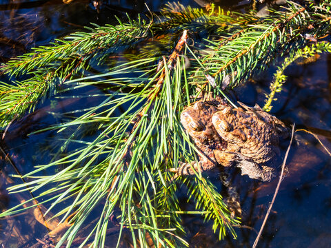 two frogs close-up sits on fallen twigs in lake
