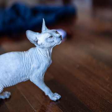 Sphynx cat takes a moment