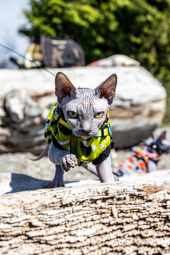 Sphynx cat on the prowl