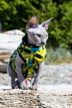 Grey Sphynx cat in sweater outdoors