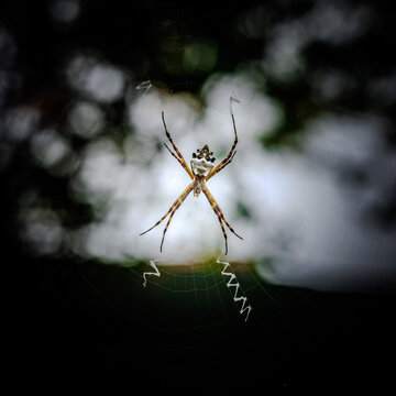 Brightly lit spider on web