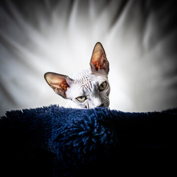 Kitty hiding behind a blanket on the couch