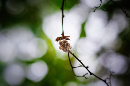 Hornet making a nest