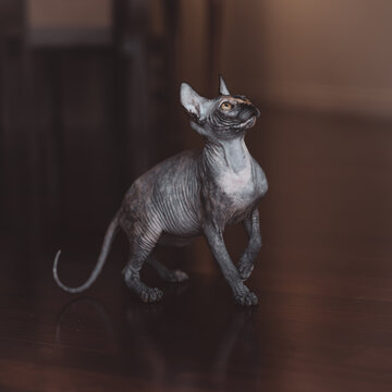Sphynx Cat Hunting for birds