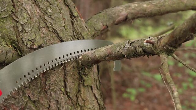 Gardener cuts a tree branch with a hand pruner close-up. Close-up of hands in protective gloves cutting a dry or excess branch on a tree trunk with a curved pruner. Garden care concept
