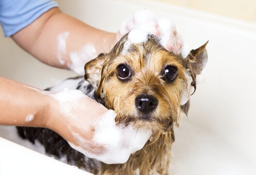 High angle close up of a cute small wet dog getting a bath with shampoo bubbles, Adorable chihuahua puppy taking a bath with soapy foam on head, pet grooming concept.