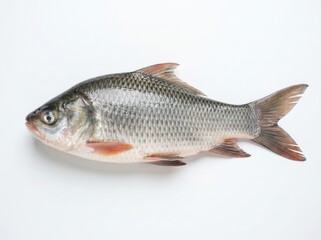 Obraz premium Fresh Catla Fish Isolated on White Background