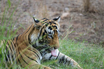 Obraz premium Tiger, tigeress, Riddhi's male cub, semi adult, in beautiful light, Ranthambore, sawai madhopur, Rajasthan, India