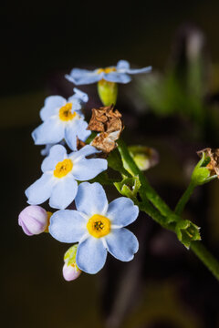 Sumpf-Vergissmeinnicht (Myosotis scorpioides)