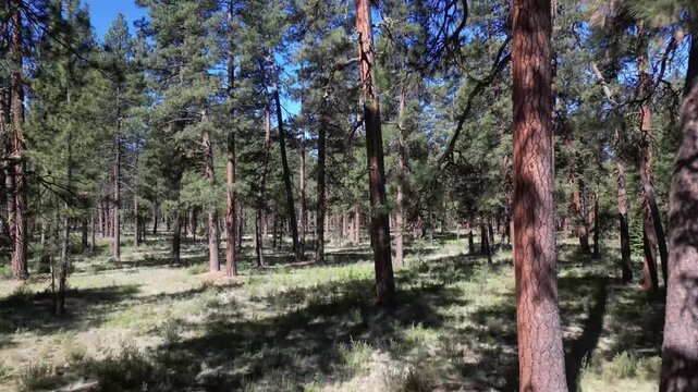 View Moving Through a Ponderosa Pine Forest in Central Oregon