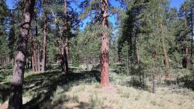 Ponderosa Pine Forest in Central Oregon