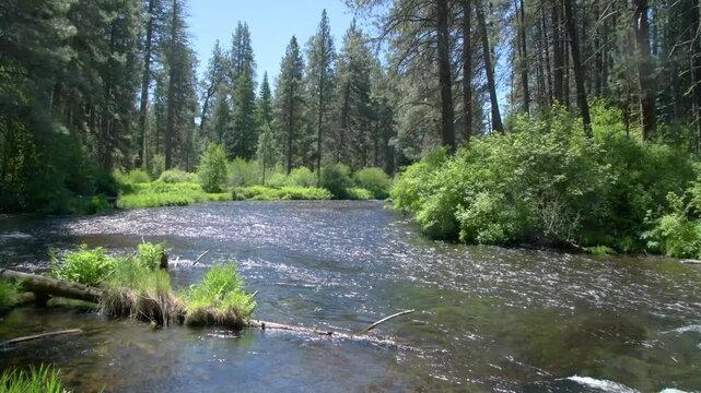 The crystal clear waters of the Metolius River flowing through a Ponderosa Pine forest near Camp Sherman