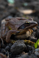Fototapeta premium Goatfrog in the garden.