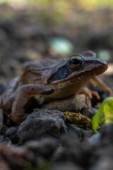 Obraz premium Goatfrog in the garden.