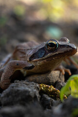 Obraz premium Goatfrog in the garden.