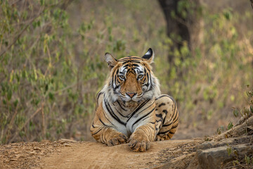 Fototapeta premium Tigress Riddhi semi adult cub head on shot, Ranthambore, Sawai Madhopur, Rajasthan, India 