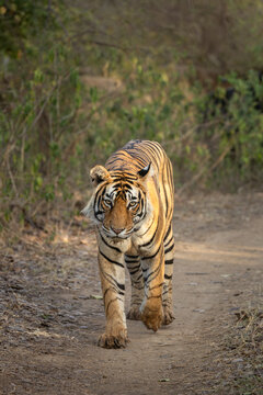 Tiger walking in Ranthambore taking long strides, Riddhi cubs, Rajasthan, India