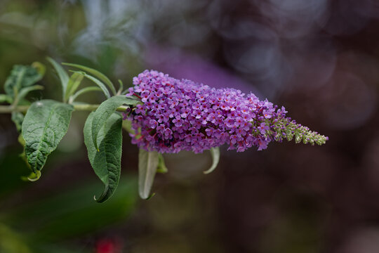 Floraison du buddleia