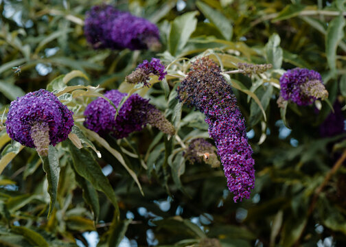 Floraison du buddleia