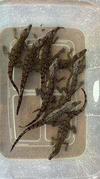 Group of newborn crocodiles gathered in a holding container before release into their natural habitat. Wildlife conservation, species monitoring and reptile research in tropical wetland ecosystem.