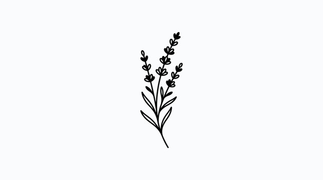 Minimalist lavender sprig line art illustration on white background