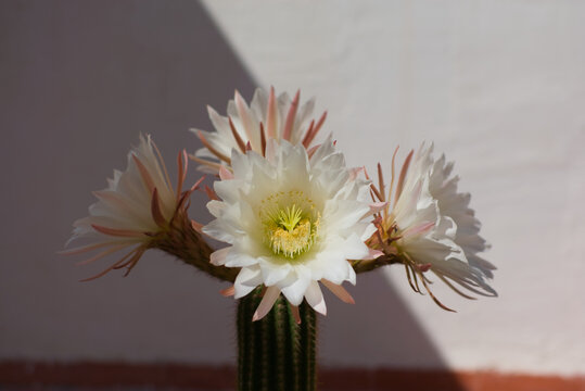 Flores de c&aacute;ctus Echinopsis spachiana con gotas de agua