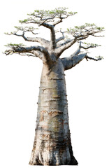 Fototapeta premium Baobab Tree Isolated On White Background