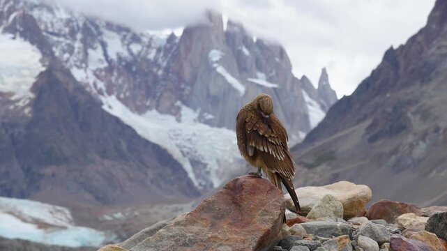Majestic hawk perched on a rock with the epic snow-capped Fitz Roy mountains of Patagonia in the background, a stunning wildlife scene in Argentina