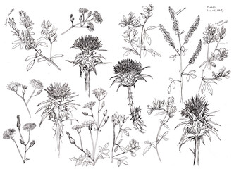 Obraz premium Pack de elementos florales dibujados a mano, flores silvestres, línea negras sobre fondo blanco, cardos, flores de campo, margaritas. Ilustración de línea en blanco y negro realizada con bolígrafo