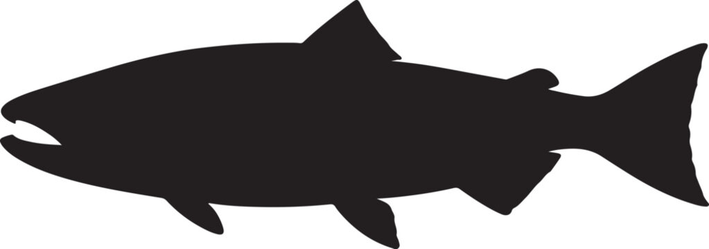 vector illustration of a salmon