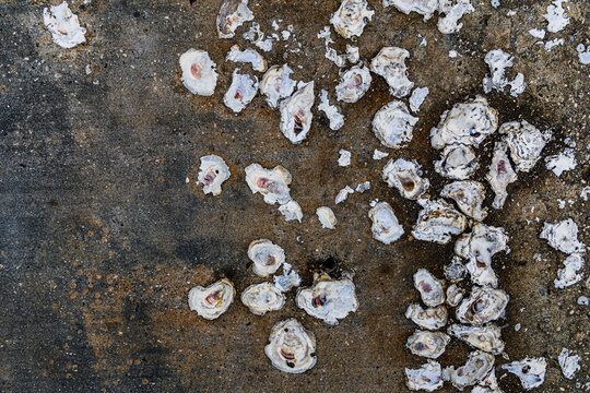 shells on texture