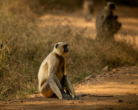 Langur or leaf monkey or Asian monkey in Ranthambore in beautiful light, Rajasthan, India