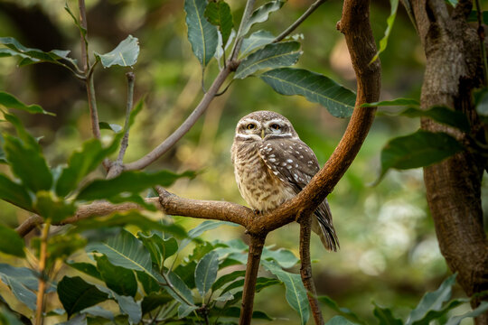 spotted owlet sitting on a branch, Ranthambore, Sawai Madhopur tiger reserve, Rajasthan, India