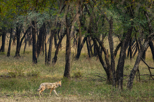 Environmental shots from forest of Ranthambore post monsoon, Sawai Madhopur, Rajasthan, Tiger reserve, India