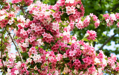 Obraz premium Weigela hortensis, an ornamental deciduous shrub with abundant pink and white bell-shaped flowers. Blooms in late spring and is valued for its hardiness and garden appeal.