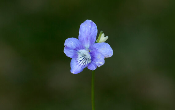 Viola canina (dog violet), a perennial wildflower with pale blue to violet blooms, white flower centers, and lightly toothed leaves. Common in grasslands, woodlands, and open habitats.