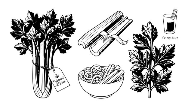 Green celery stalk collection vector food illustration