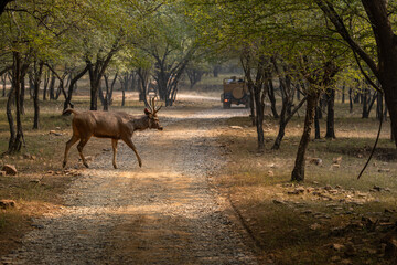 sambar deep (antelopes) strolling in Ranthambore in beautiful early morning light, Sawai Madhopur, Rajasthan, India © santosh