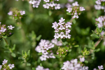 Obraz premium Close-up of delicate pink flowering thyme plants in a lush green garden setting