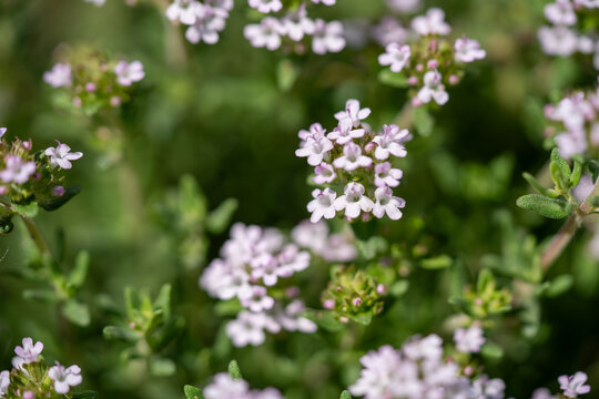 Close-up of delicate pink flowering thyme plants in a lush green garden setting